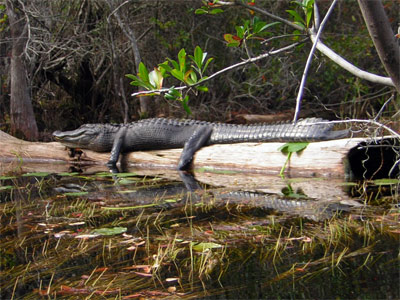 Alligator sunning himself on log.