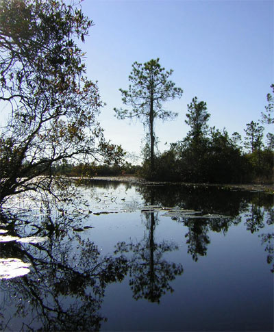 Trees reflect on mirror calm water.