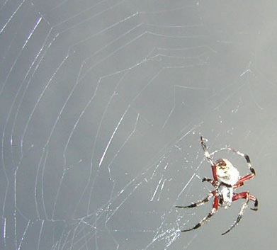 Argio Spider on web. Okefenokee Swamp, Georgia
