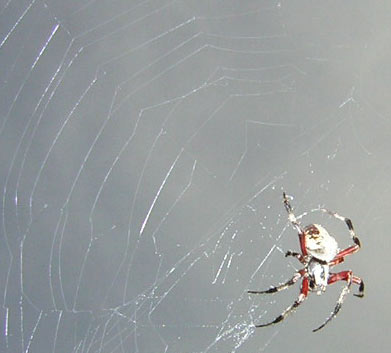 Spider on web.