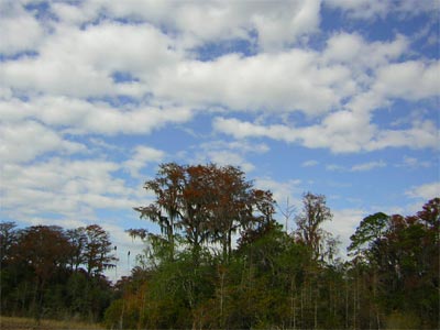 Clouds and spanish moss covered trees