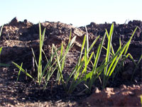 Green Grass Returns to the Burned Landscape