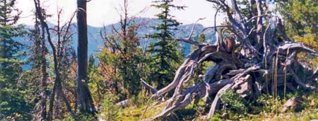 The PCT runs on the ridge in the background.