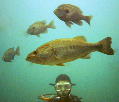 Mark with 3 Bluegill and a Bigmouth Bass.