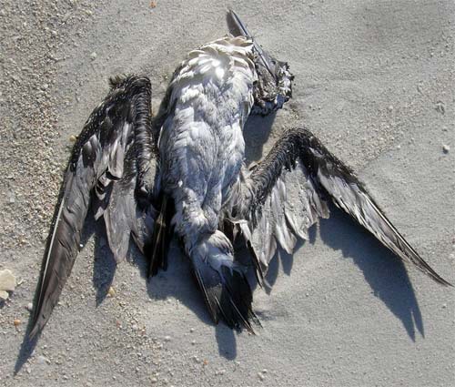 Dead Bird