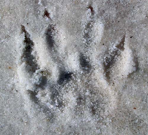 Raccoon Print, Pensacola, Florida