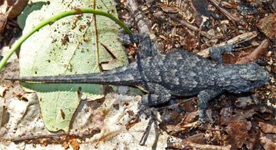 Eastern Fence Lizard, Pinhoti Trail, Alabama