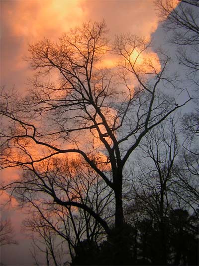 Naked tree silouetted against a sunset.
