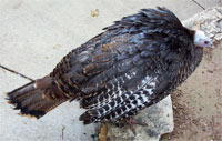 A New Mexico Turkey.