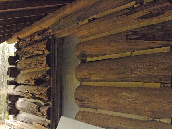 Rotted Logs in the East Wall Looking South