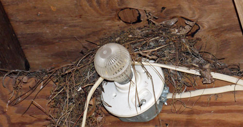 Nest in the Flagg Mountain Pump House