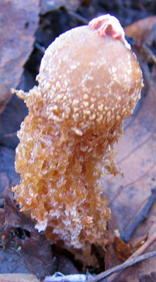 Fungus