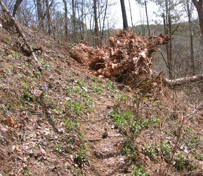 Rootball Near Choccolocco Reservoir and Shelter