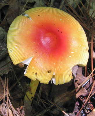 False Caesars's Mushroom