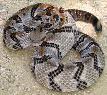 Timber Rattler