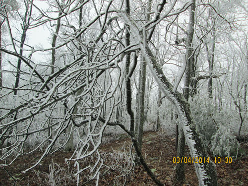 Rime Ice on Trees, Cheaha