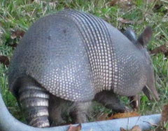 Armadillo, AHTS Ruck