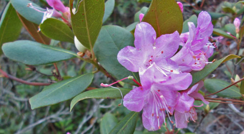 Rhododenron Minor on Flagg Mountain