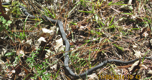 Black Snake