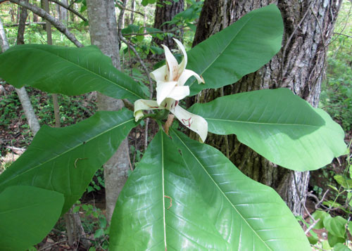 Umbrella Magnolia