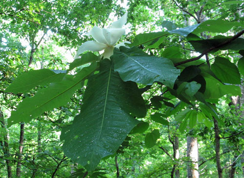 Big Leaf Magnolia