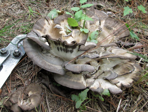 Big Mushroom - Polypore