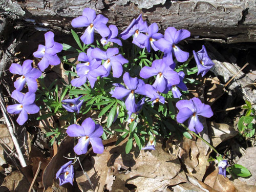 Birds Foot Violet