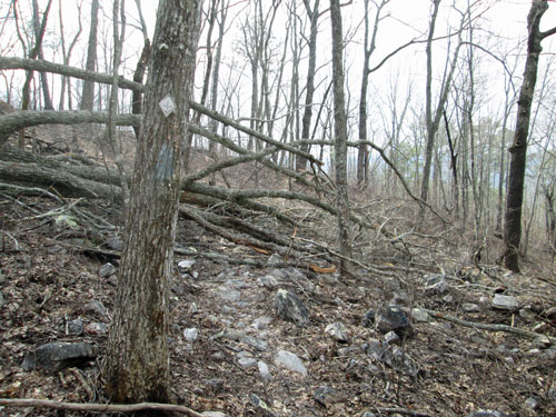 Blowdown South of Adams Gap