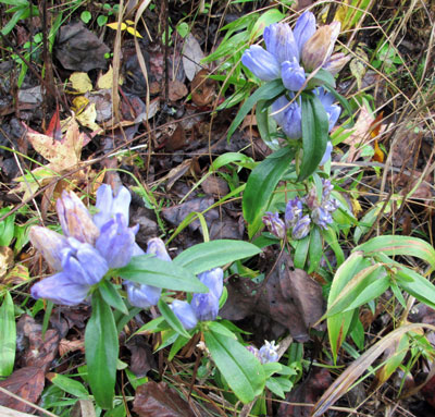 Blue Gentian