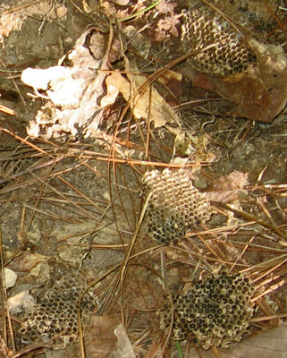 Paper Wasp Nest