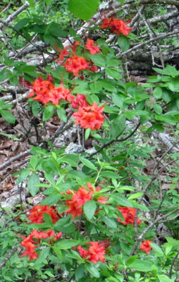 Flame Azalea