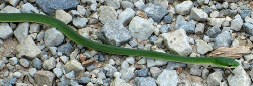 Green Snake