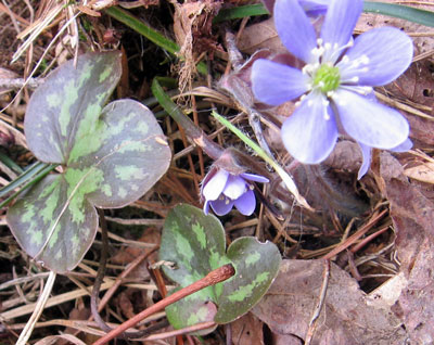 Hepatica