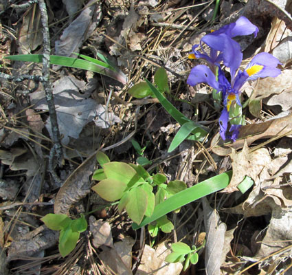 Dwarf Crested Iris