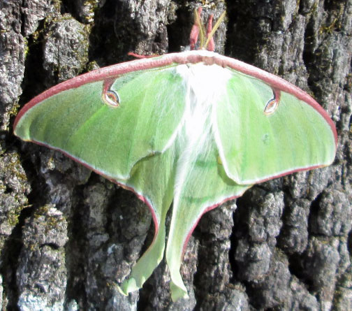 Luna Moth