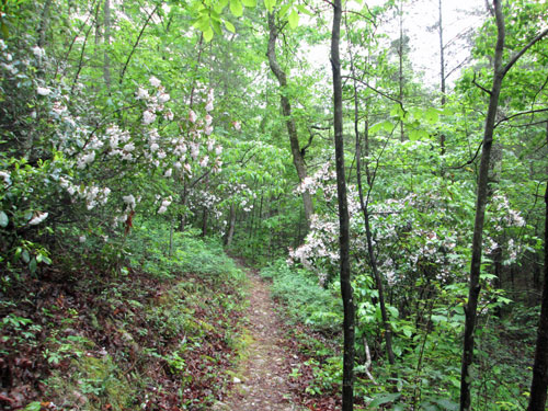 Mountain Laurel, Lanie Hollow