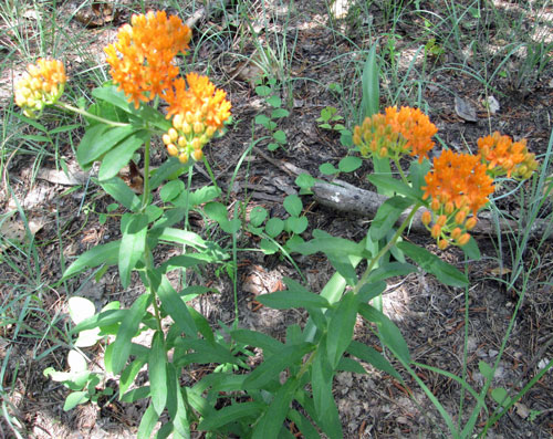 Orange Butterfly Weed