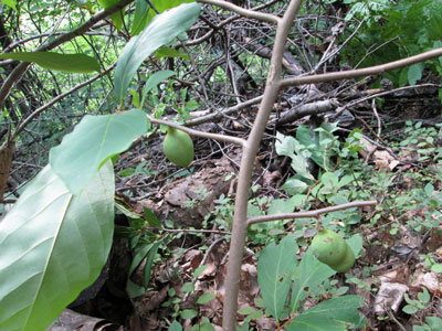 PawPaw Fruits