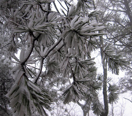 Pine, Rime Ice