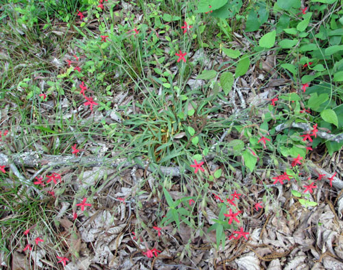 Red Flowers