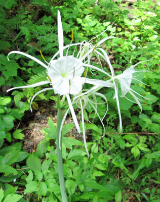 Spider Lily