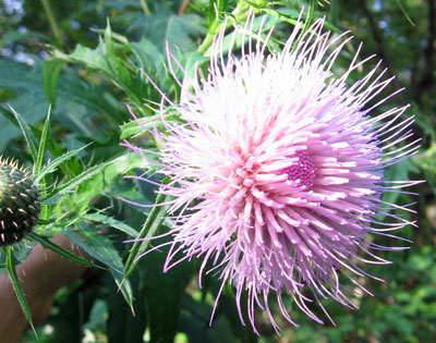 Thistle