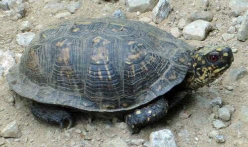 Eastern Box Turtle