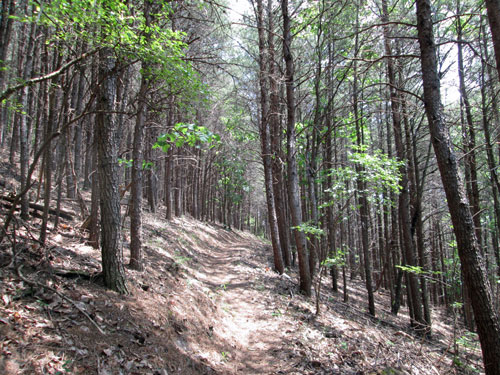 Trail North of Maxwell Gap