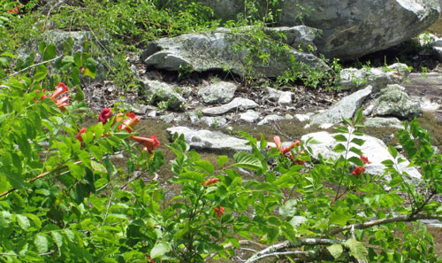 Trumpet Vine