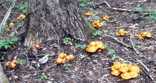 Yellow Mushrooms