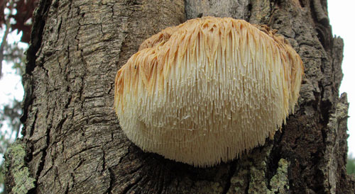 Bearded Tooth Fungus