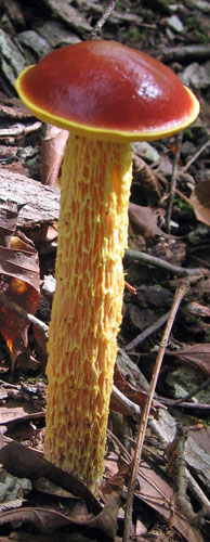 Shaggy-stalked Bolete