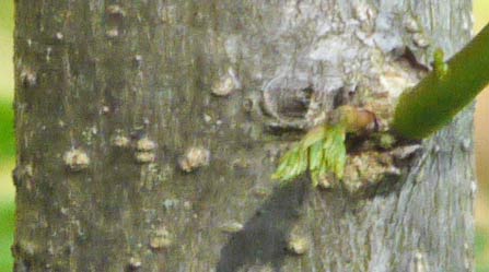 Albizia Julibrissan Bark, 1 inch tree, Georgia