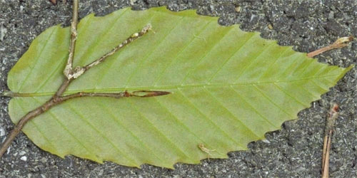 Beech Leaf, Alabama